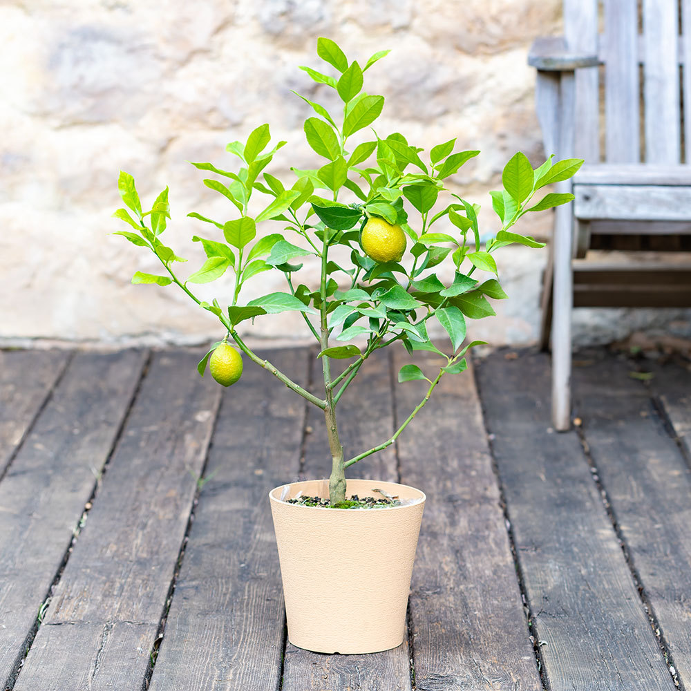 生花レモン 商品詳細 高島屋オンラインストア