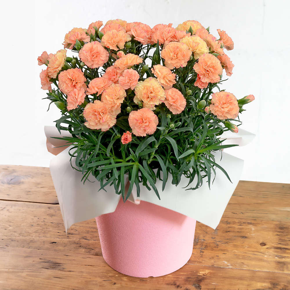 生花カーネーション オレンジ 商品詳細 高島屋オンラインストア