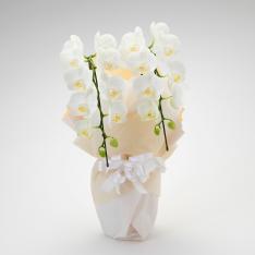 ミディ胡蝶蘭 白 お供え用