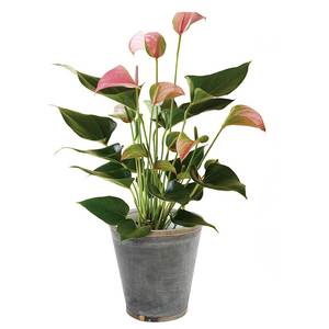 生花 鉢もの フラワー リビング 高島屋オンラインストア