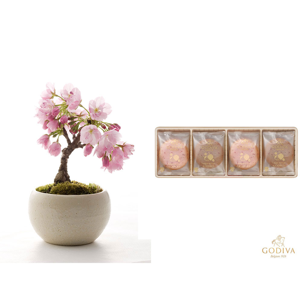 【ホワイトデー】生花旭山桜＆ゴディバ「あまおう苺ラングドシャクッキーアソートメント」