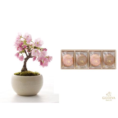 【ホワイトデー】生花旭山桜＆ゴディバ「あまおう苺ラングドシャクッキーアソートメント」