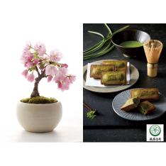 【ホワイトデー】生花旭山桜&祇園辻利監修 フィナンシェ抹茶
