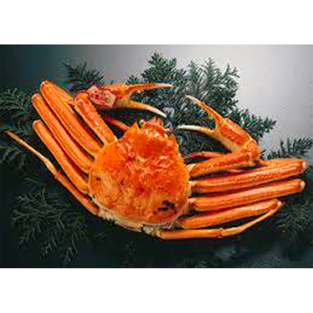 松葉がに 約1kg×1枚