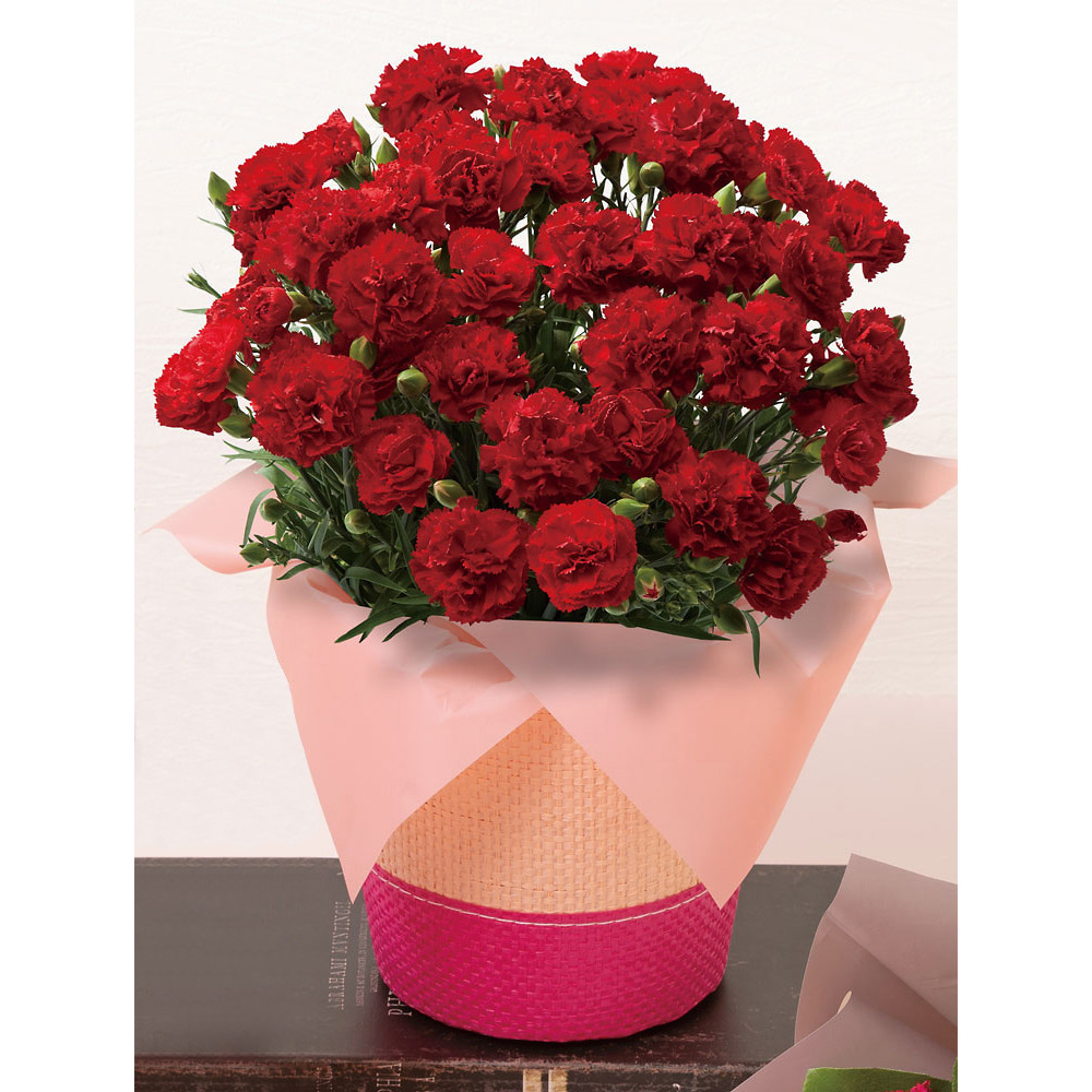 ｶｰﾈｰｼｮﾝ 感謝の気持ち 5月6日 8日届け 商品詳細 高島屋オンラインストア