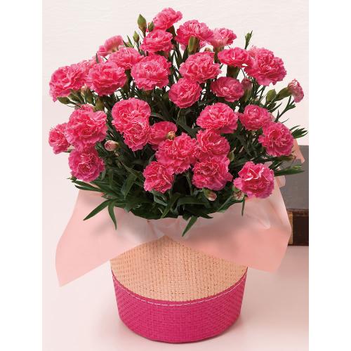 カーネーション クレア 5月6日 8日届け 商品詳細 高島屋オンラインストア