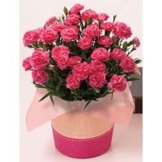 ｶｰﾈｰｼｮﾝ 感謝の気持ち 5月6日 8日届け 商品詳細 高島屋オンラインストア