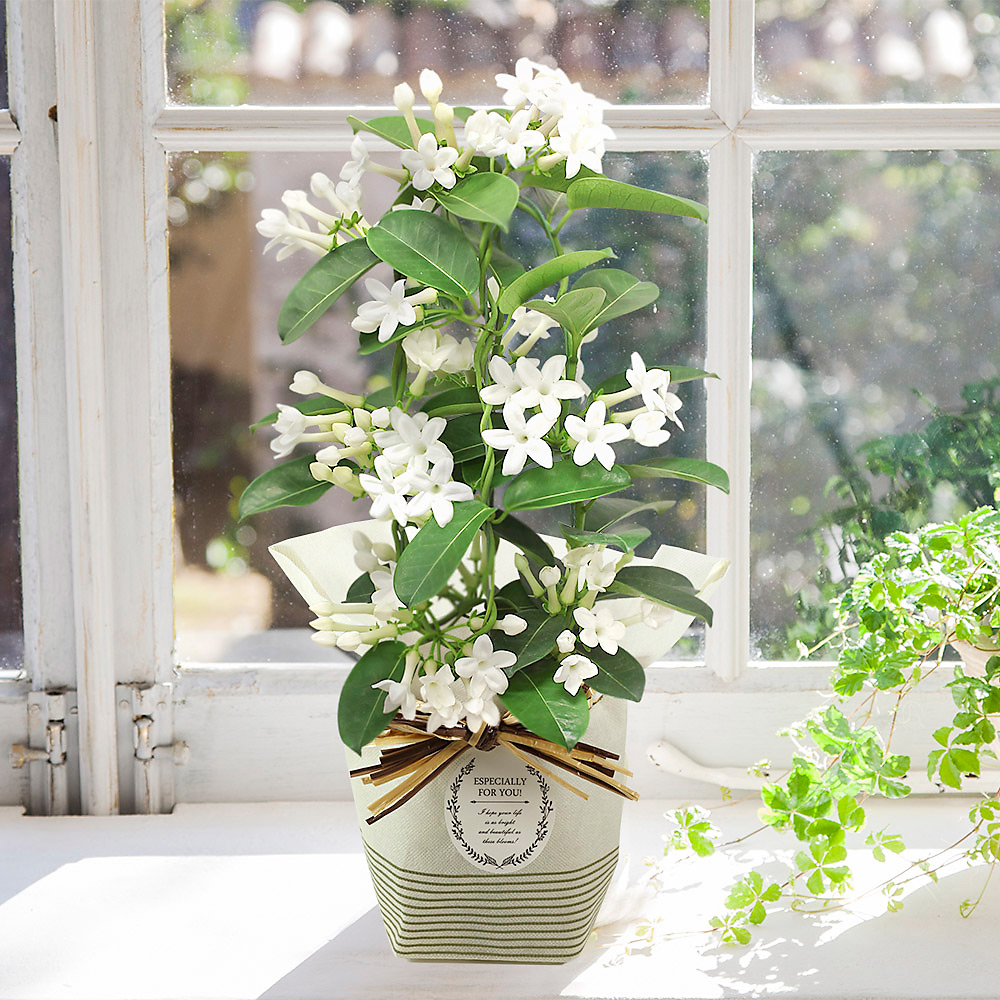 マダガスカルジャスミン 5月6日 8日届け 商品詳細 高島屋オンラインストア