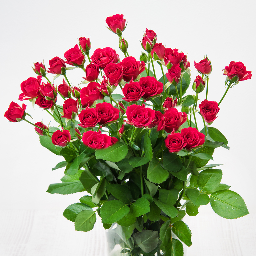 季節のお花12月 スプレーバラ M 商品詳細 高島屋オンラインストア