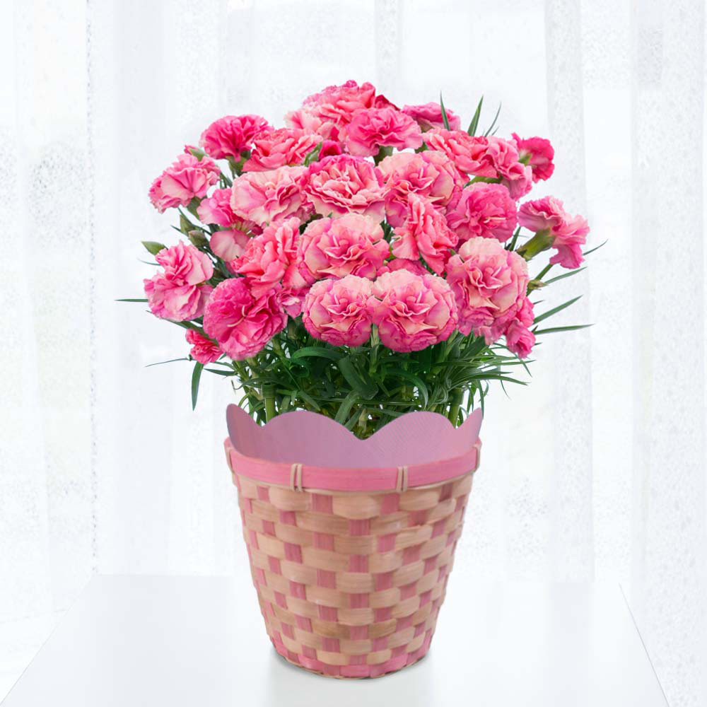 ｶｰﾈｰｼｮﾝﾋﾟﾝｸさくらもなか 5月6日 8日届け 商品詳細 高島屋オンラインストア