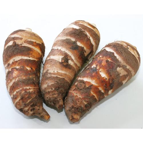 静岡県産　海老芋