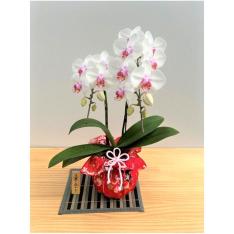 【敬老の日】胡蝶蘭 華あかり ミキスマイル