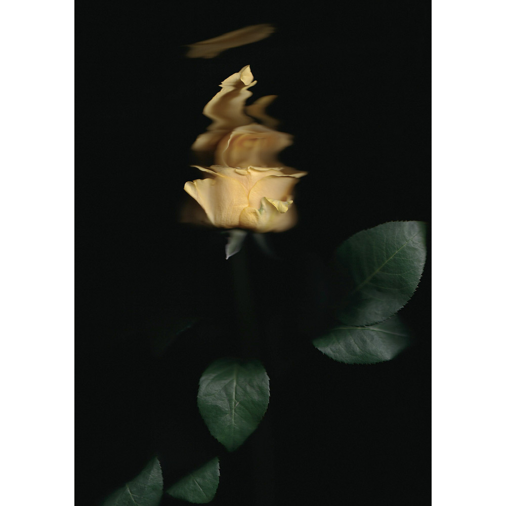 ＜美術画廊＞彼末詩郎「ばら serie.tienpo-angel（天使）」