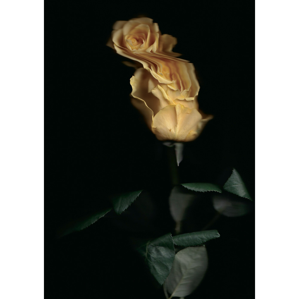 ＜美術画廊＞彼末詩郎「ばら serie.tienpo-beso（くちづけ）」