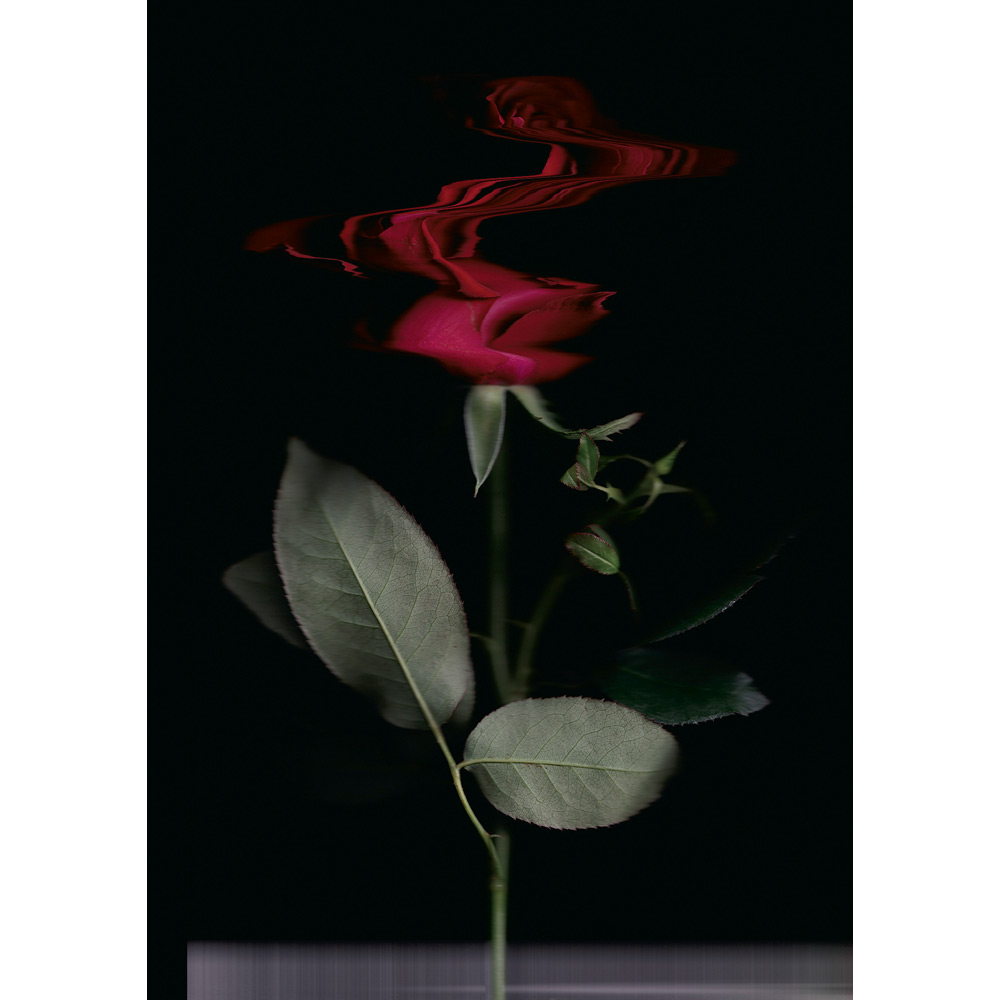 ＜美術画廊＞彼末詩郎「ばら serie.tienpo-rojo（赤い薔薇）」