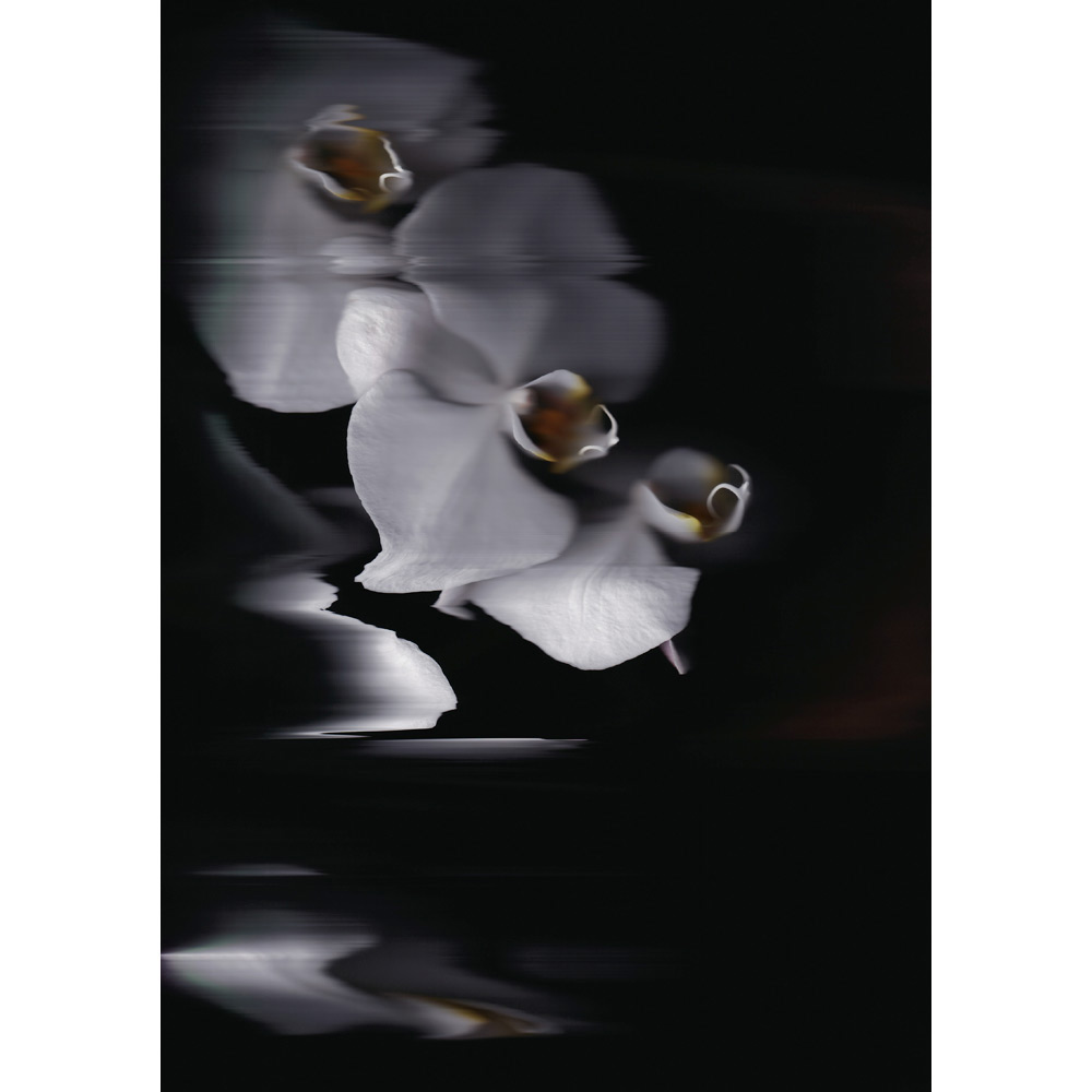 ＜美術画廊＞彼末詩郎「Phalaenopsis-ceremonia（儀式）」