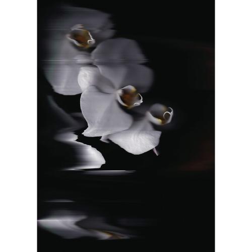 ＜美術画廊＞彼末詩郎「Phalaenopsis-ceremonia（儀式）」