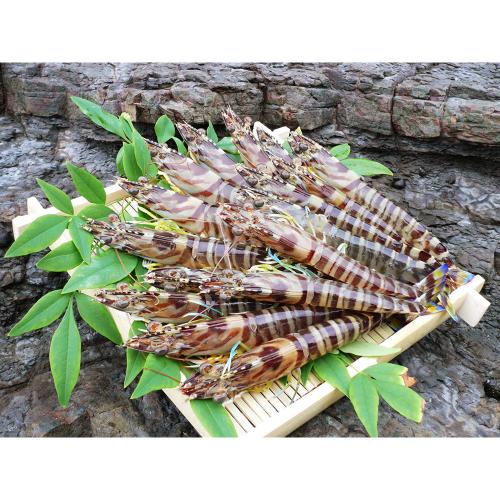 フジオカ 活車海老600g(天草産)