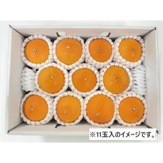 愛媛県産 紅まどんな福袋（M～２L混載）