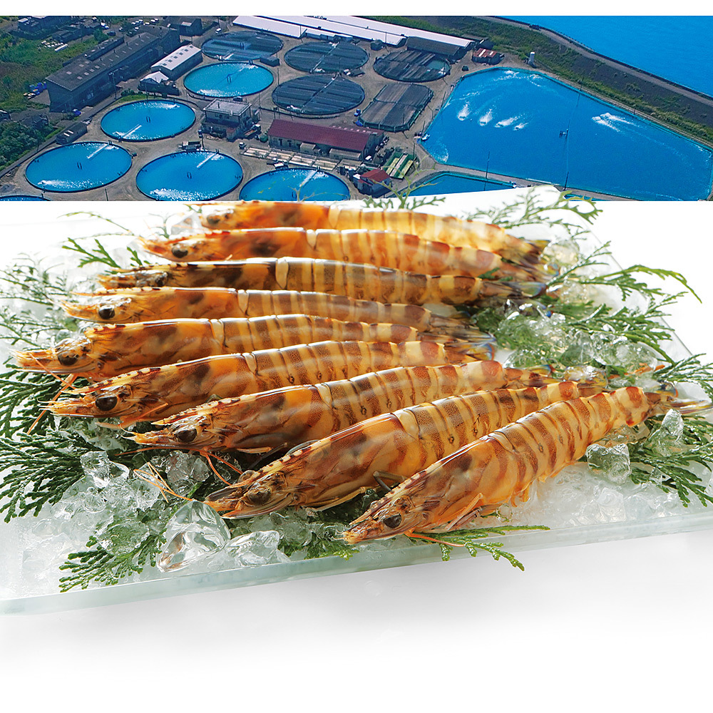 鹿児島 Mbc開発 車海老 養殖 450g 商品詳細 高島屋オンラインストア