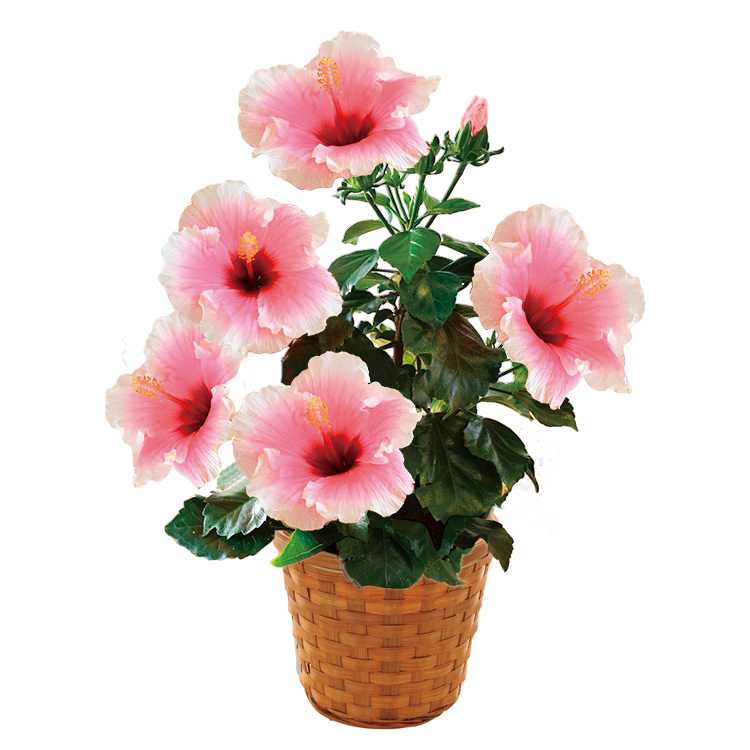 生花　ロングライフハイビスカス「グレイス」