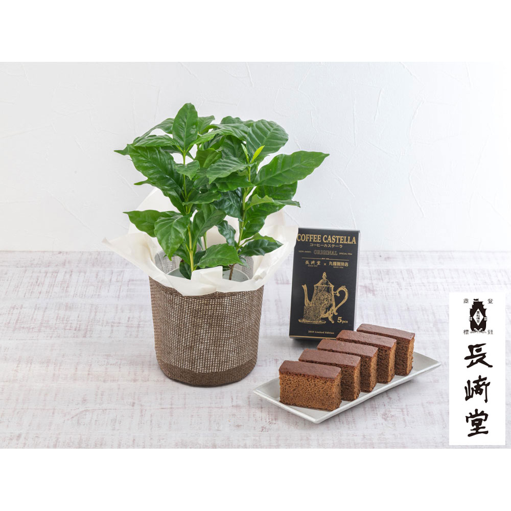 【父の日】生花 コーヒーの木＆＜長崎堂＞珈琲カステーラ