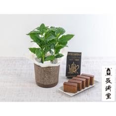 【父の日】生花 コーヒーの木＆＜長崎堂＞珈琲カステーラ