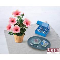 【父の日】生花 ロングライフハイビスカス「グレイス」＆＜花園万頭＞葛まんじゅう4個入