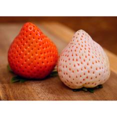 【母の日】宮崎完熟「紅白苺」18（造花付）