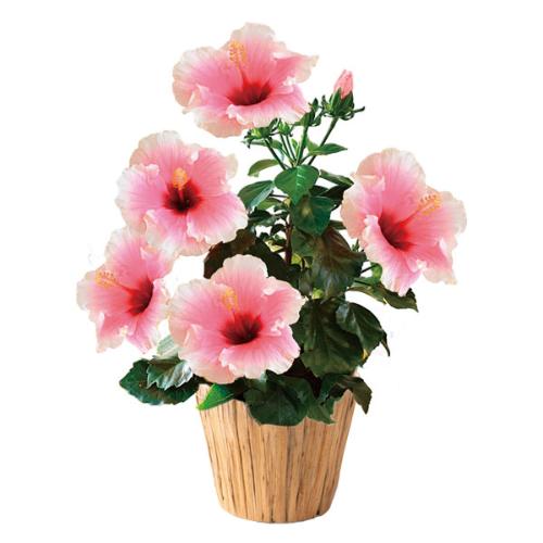 【父の日】生花 ロングライフハイビスカス「グレイス」