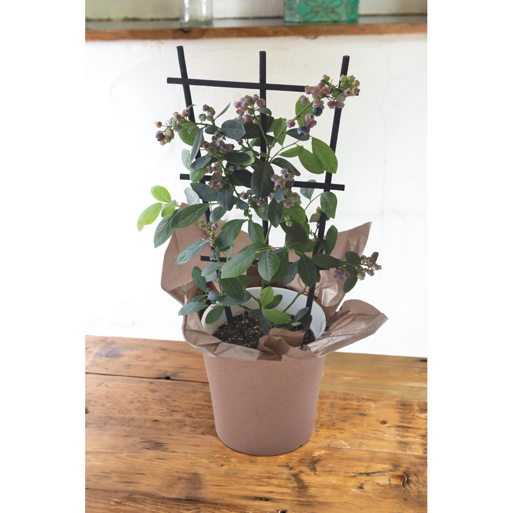 【父の日】生花 ブルーベリー