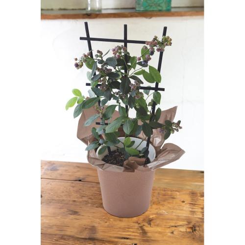 【父の日】生花 ブルーベリー