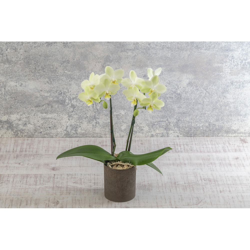 【父の日】生花 ミディ胡蝶蘭（イエロー系2本立ち）