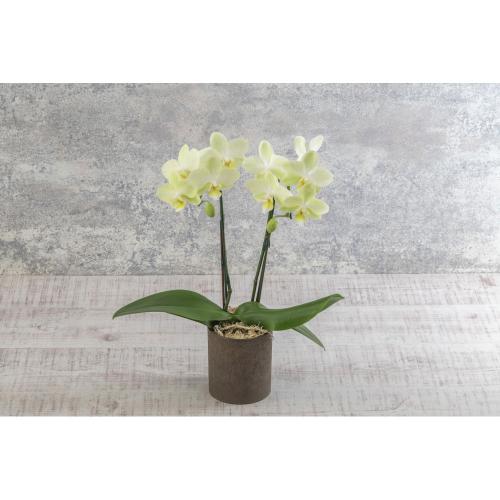 【父の日】生花 ミディ胡蝶蘭（イエロー系2本立ち）