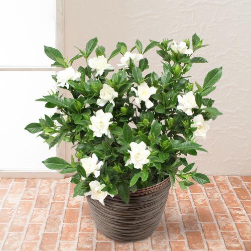 【父の日】花鉢「ガーデニア（くちなし）」