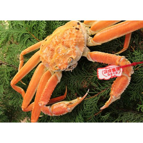 茹で松葉がに約1.1kg×1枚