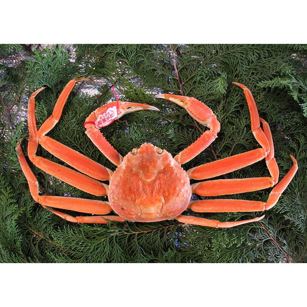 茹で松葉がに約750g×1枚