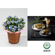 【敬老の日】生花 りんどう白寿&祇園辻利監修フィナンシェ
