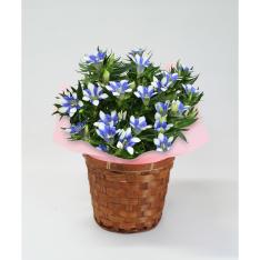 【敬老の日】生花 りんどう白寿