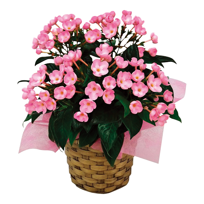 〈日比谷花壇〉におい桜