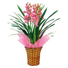 〈日比谷花壇〉シンビジューム5本立ち（ピンク）