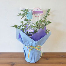 【父の日】ブルーベリー鉢植え
