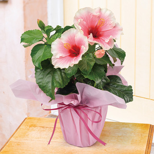 生花 ロングライフハイビスカス グレイス 商品詳細 高島屋オンラインストア 生花 ロングライフハイビスカス グレイス 商品詳細 高島屋オンラインストア