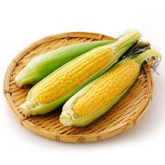 【収穫状況に応じ、順次発送予定】神戸市産スイートコーン
