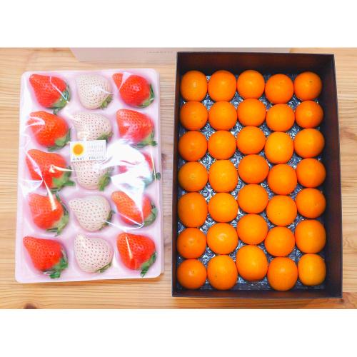 宮崎完熟「紅白苺」＋完熟金柑ギフト