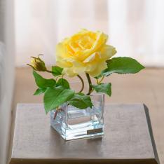 プリマローズye-XS