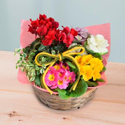 生花 迎春寄せ入れ