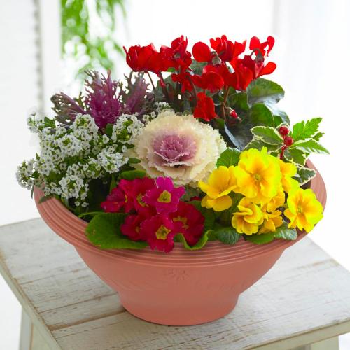 生花 迎春寄せ植え