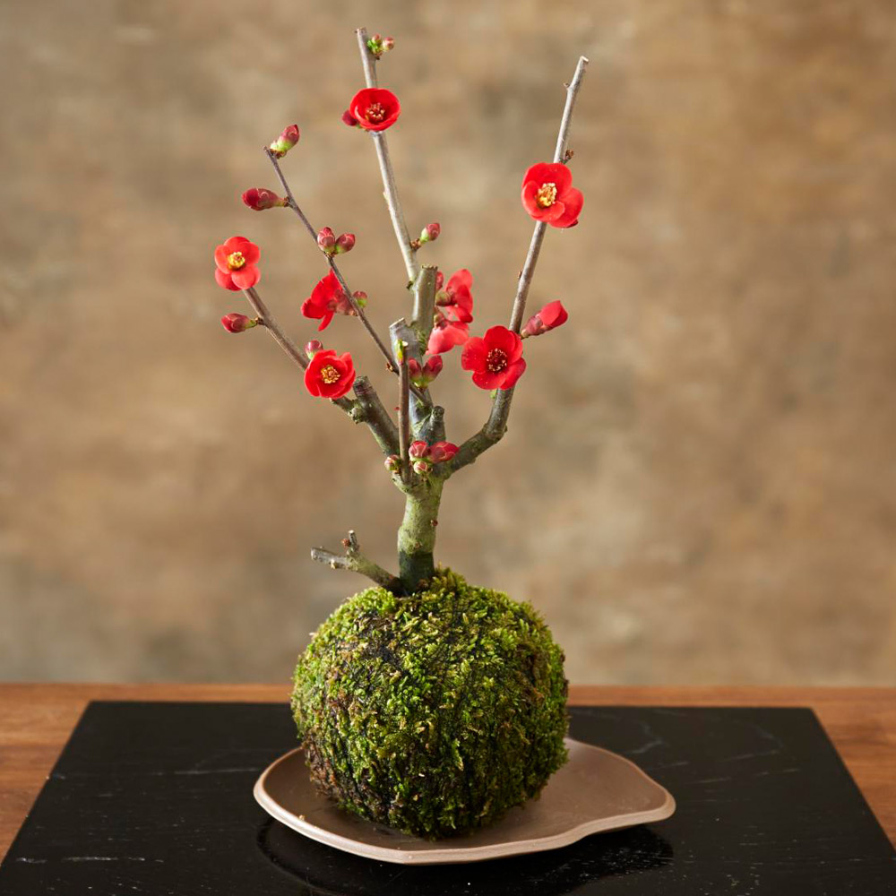 生花 木瓜苔玉仕立て