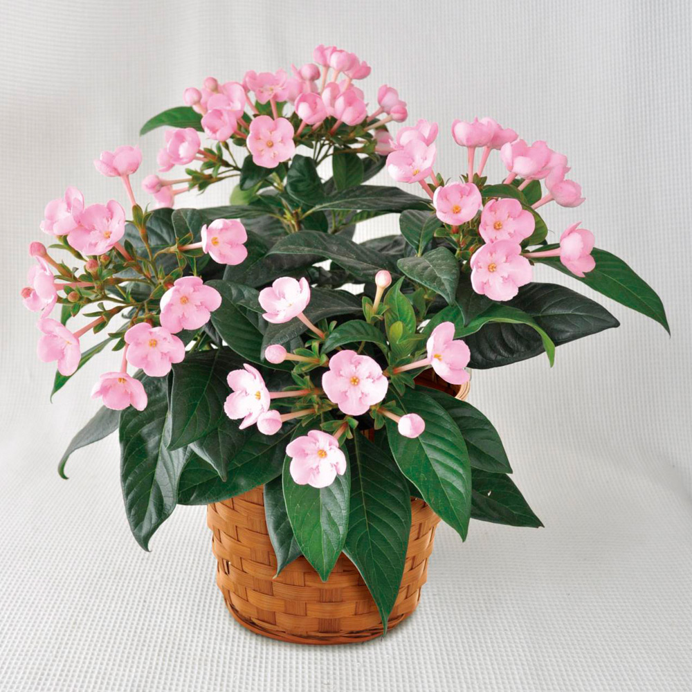 生花 におい桜COCO